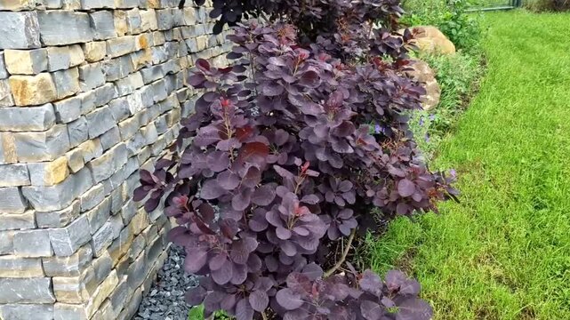 The dark burgundy leaves have a narrow pink border on the edge. From June, pink inflorescences bloom at the ends of the shoots, which are very delicate and resemble tufts of tangled hair. bark mulch