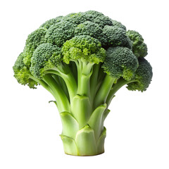 Fresh broccoli florets for healthy eating and vegetarian lifestyle food on transparent background.