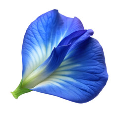 Close up of vibrant blue butterfly pea flower petal macro photography on transparent background.
