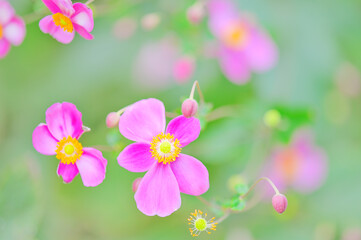 パステルカラーの秋明菊と秋の風景