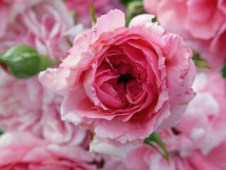 Close-up of a vibrant pink rose in full bloom.