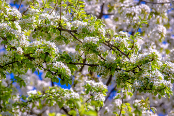 Flowering branch of pear in the garden in spring
