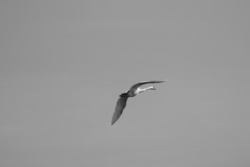 Cygne en plein vol noir et blanc