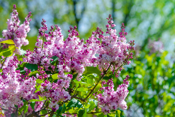 Pink lilac blooms in the Botanical garden
