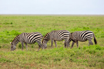 Zebras in the Serengeti National Park, Tanzania
