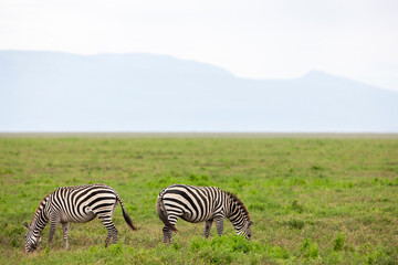 Zebras in the Serengeti National Park, Tanzania