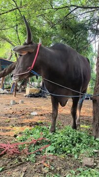 Kupang cow tied at a livestock market before Eid al-Adha. Captured in a shaded outdoor setting, prepared for Qurban ritual.