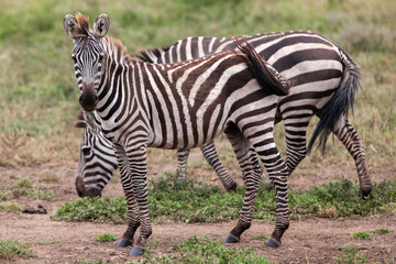 Zebras in the Serengeti National Park, Tanzania