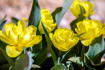 yellow tulips bloom on a green natural background
