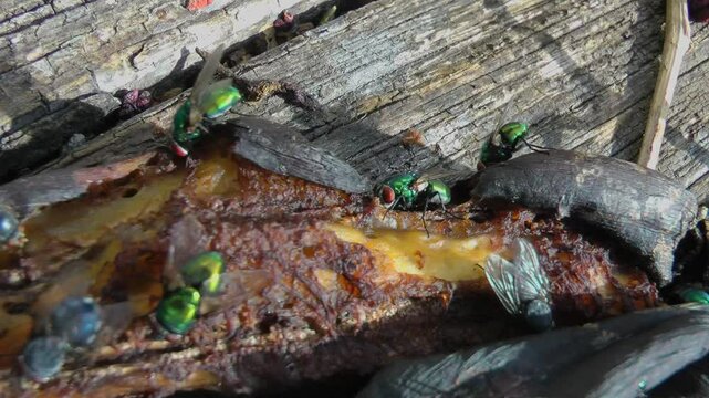 Blue bottle flies on rotten food.