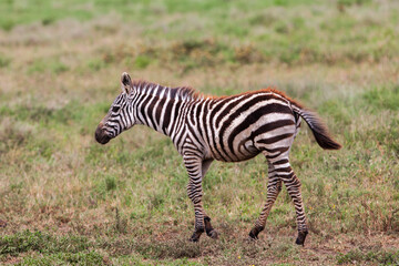 Zebra in the Serengeti National Park, Tanzania