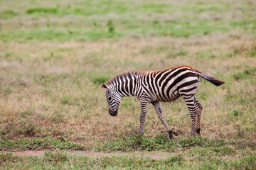 Zebra in the Serengeti National Park, Tanzania