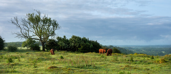 beautiful landscape of north downs in kent with brown cows on early morning late spring