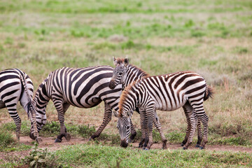 Zebras in the Serengeti National Park, Tanzania