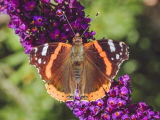 A top down shot of a Red Admiral butterfly on a purple Buddleia (aka Butterfly Bush)