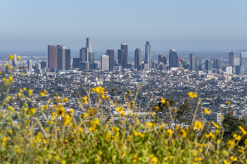 Obraz premium Downtown Los Angeles. Encelia californica. California coast sunflower, California bush sunflower. Mount Hollywood Trail, Griffith Park, Los Angeles, California. Santa Monica Mountains 