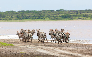 Zebras in the Serengeti National Park, Tanzania