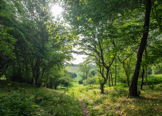 Obraz premium path towards meadow in forest near wye in british countryside near wye valley