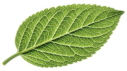 Obraz premium Green leaf isolated on white background