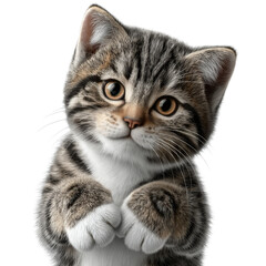 Adorable fluffy kitten with big eyes and cute paws, showcasing a playful expression and inviting charm, perfect for pet lovers