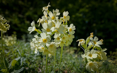 Close-up of blooming cowslips (Primula vulgaris) near Faktor-rét in the Bükk Mountains. A common spring wildflower with soft yellow petals.