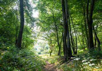 path towards meadow in forest near wye in british countryside near wye valley