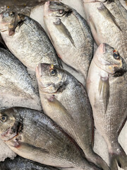 Fresh Fish on Ice at Market Display