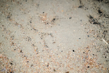 Close-up view of textured sandy beach surface dotted with tiny shells, pebbles, and natural patterns formed by waves.