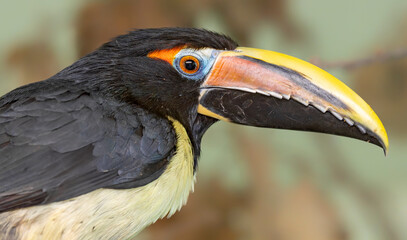 Portrait view of a Green aracari (Pteroglossus viridis)
