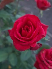 red rose in garden
