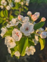 apple tree blossom