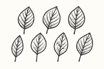 Obraz premium Set of detailed hand-drawn illustrations of various leaves.