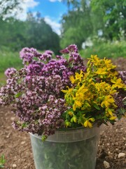 oregano blossoms with  tutsan in the forest