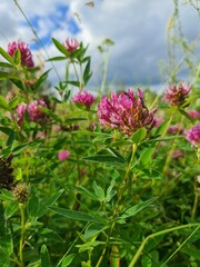 pink flowers on a meadow