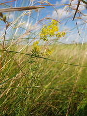 green grass and sky in summer