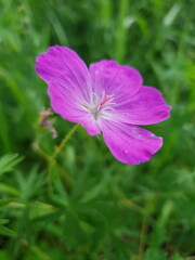 Fototapeta premium purple flower in the garden