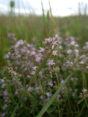purple flowers in the field