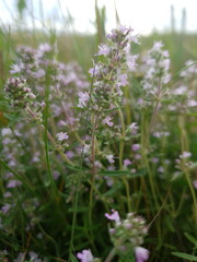 wild flowers in the meadow