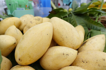 Fresh, ripe mangoes piled together, showcasing their smooth, yellow skin and natural imperfections....