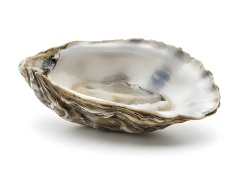 Empty Oyster Shell Coastal Texture and Detail