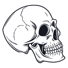 Detailed Human Skull Profile anatomy bone