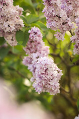garden flowers, field flowers, lilac, chamomile