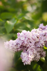 garden flowers, field flowers, lilac, chamomile