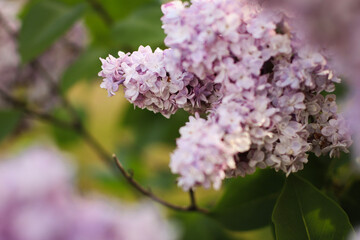 garden flowers, field flowers, lilac, chamomile