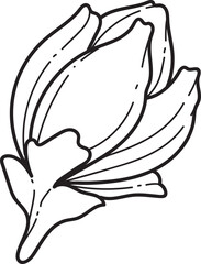 Apple blossom Line Art Floral Illustration: Delicate Five-Petal Blossom