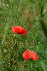 Naklejka premium Two wild red poppies with black spots in the field. Cereal crops. Postcard.