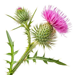 Close up of a blooming scottish thistle with prickly leaves and a vibrant pink flower isolated on transparent background