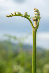 A sprouted fern. A fern that has just begun to bloom in spring.
