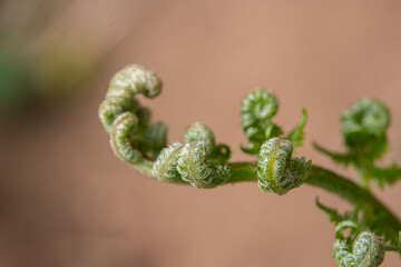A sprouted fern. A fern that has just begun to bloom in spring.
