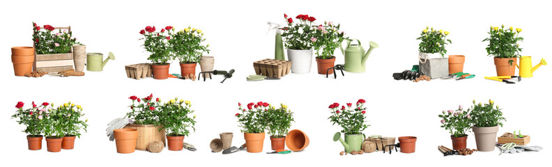 Collage of fresh rose plants in pots and with gardening supplies on white background